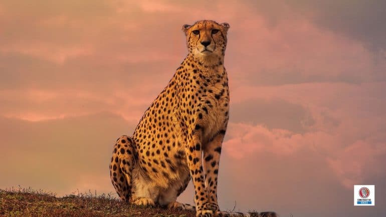 Algeria Biodiversity: Animal and Plant Species and What is Under Threat