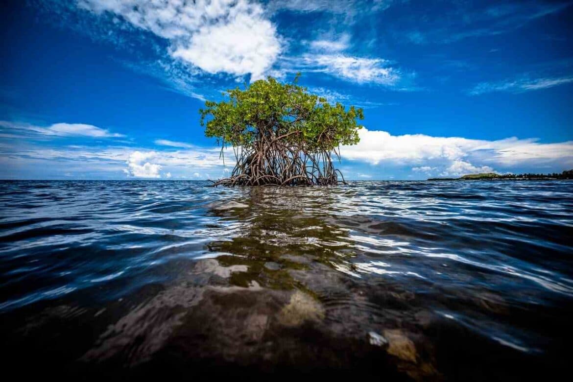 Biodiversity: We Know We Are The Problem But Can We Also Be Part Of The Solution?