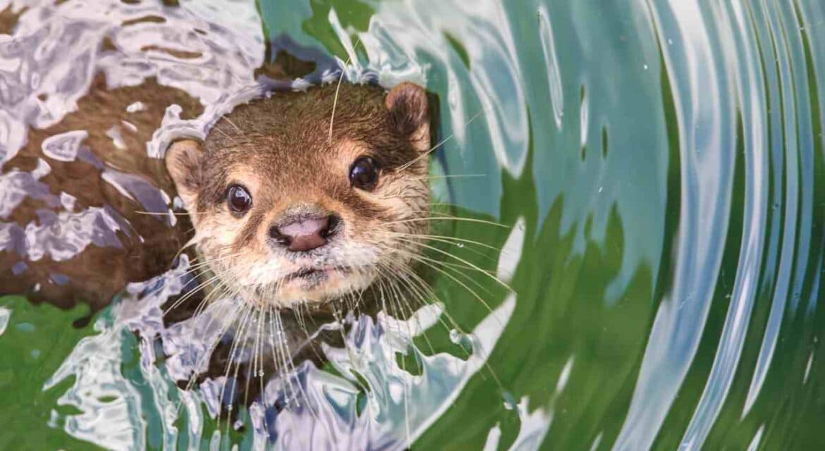 The biodiversity built environment challenge for housebuilders and developers UK