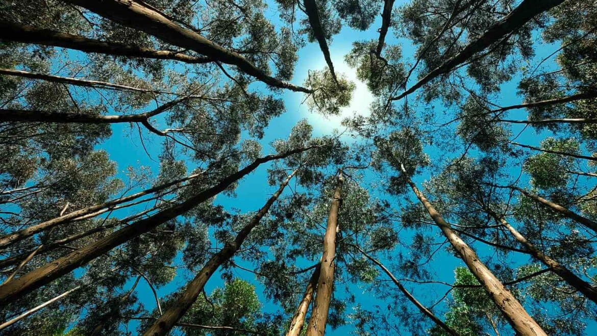 S2, E7: Jane Findlay: When We Damage Nature We Damage Our Own Health