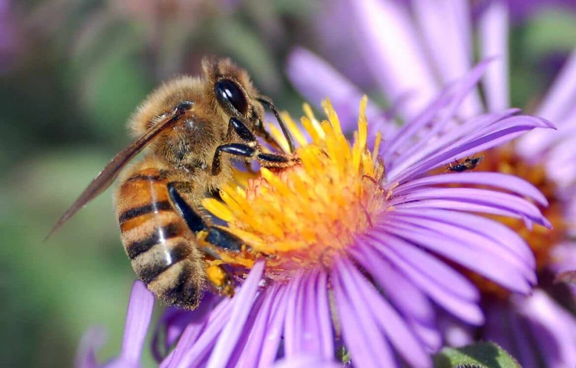 Definitions for Biodiversity and Environment Net Gain