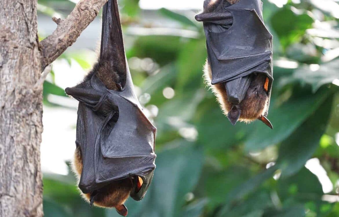 Bats as Indicators of Landscape Health and Development Planning