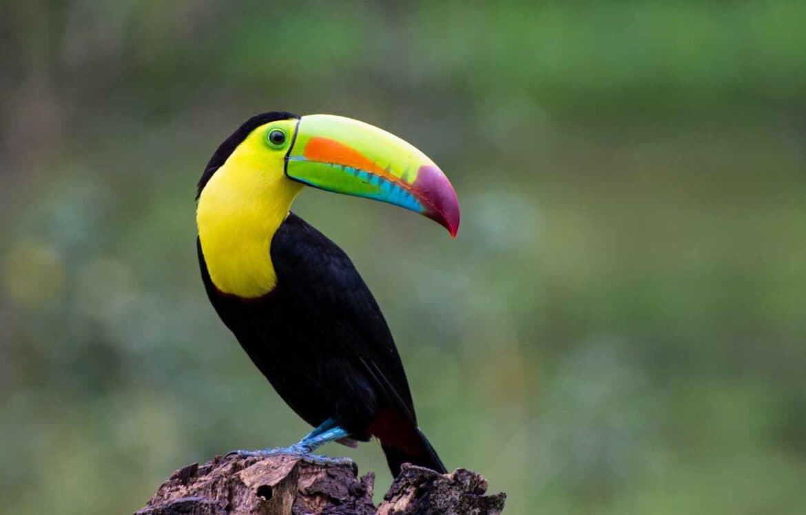 Biodiversity Net Gain Calculations and Risk Factors