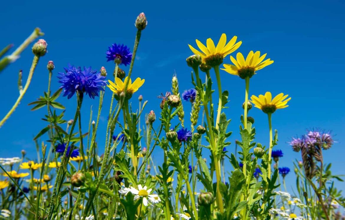 Effective Biodiversity Net Gain Solutions for Developers