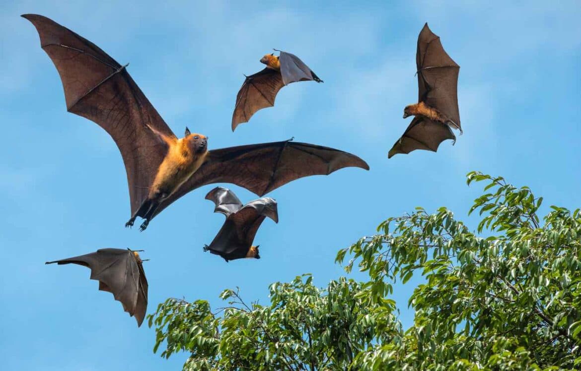 Biodiversity Net Gain and Bat Conservation