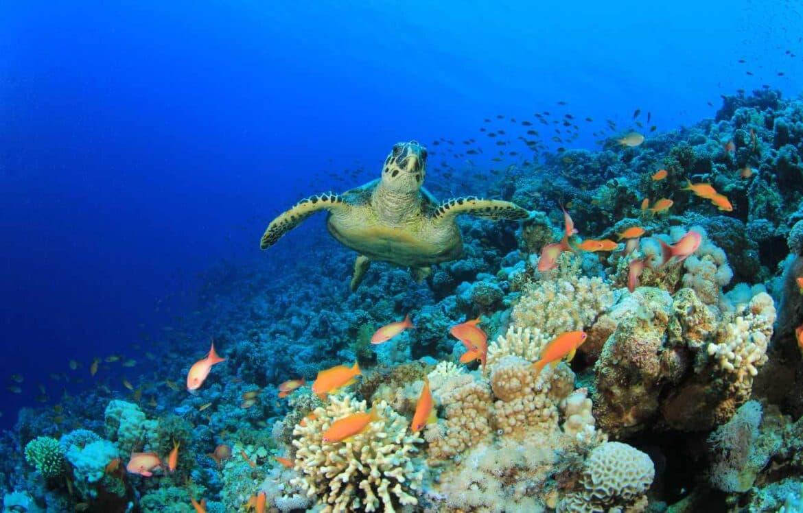 Biodiversity Net Gain and Habitat Loss: Exploring the Environmental Impact and Sustainable Solutions