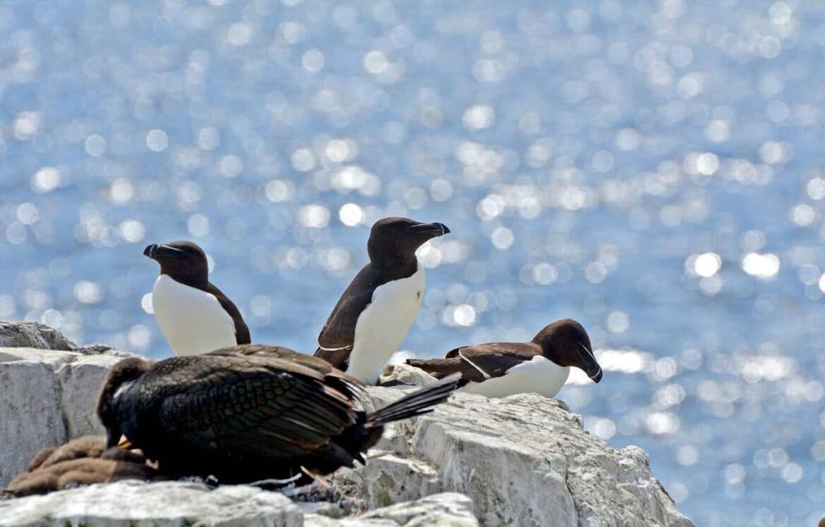 Unravelling Habitat Significance in Biodiversity Calculations