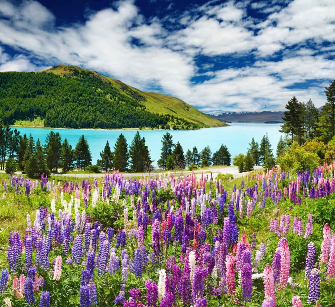 Discover New Zealand Sacred Natural Sites and Biodiversity