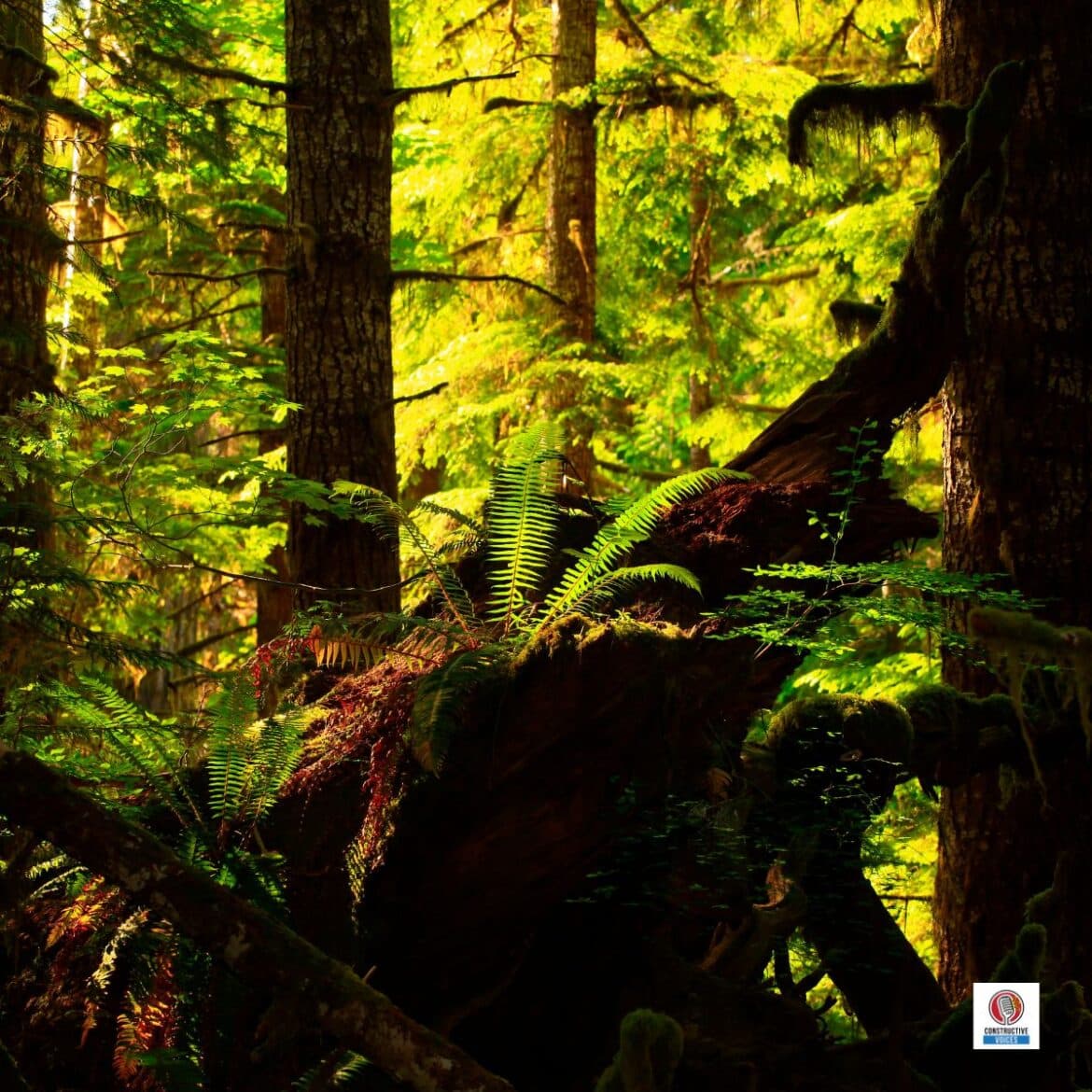 The Case for Old Growth: Why the Oldest Forests Are Our Best Climate Defence